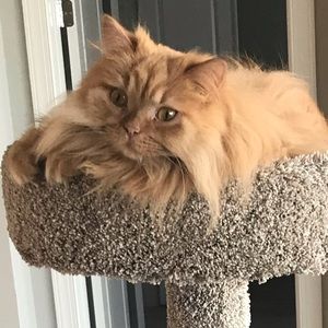 Meet your Posher, Tanya